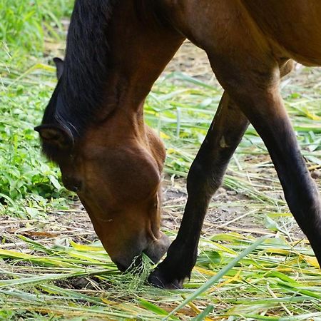 ホテルThe Green Ranch クマシ エクステリア 写真